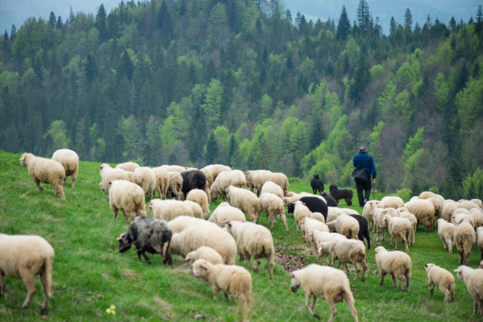 Man walking with hes flock of sheep and dogs, traditional grazin